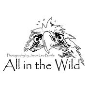 All In The Wild Logo